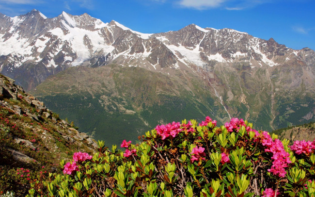 Обои картинки фото швейцария, саас, грунд, природа, горы, цветы