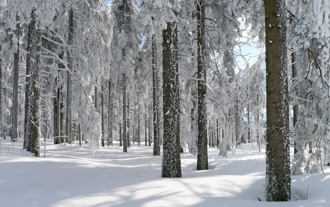 Обои картинки фото природа, зима, лес