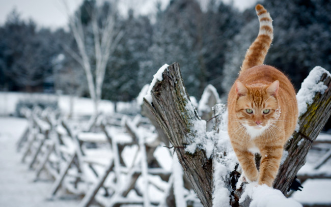 Обои картинки фото животные, коты, кошка, забор, зима