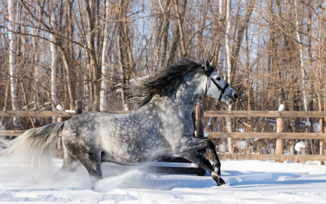 Обои картинки фото животные, лошади, конь, зима, снег