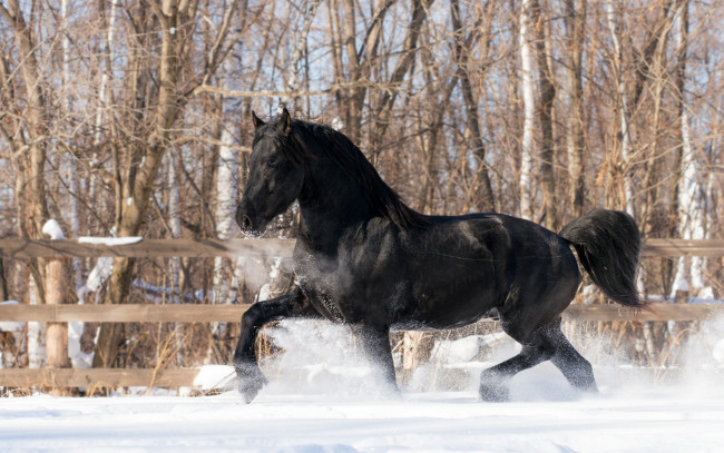 Обои картинки фото животные, лошади, снег, конь, зима