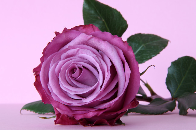 Обои картинки фото цветы, розы, лиловый, лепестки