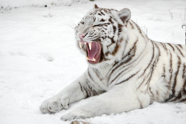 Обои картинки фото животные, тигры, белый, снег, рык