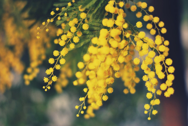 Обои картинки фото цветы, мимоза, весна, желтый, пушистики