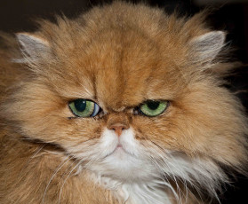 Картинка животные коты киса рыжая зеленоглазая морда портрет