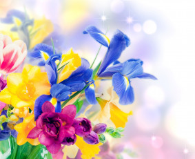 Картинка цветы разные+вместе фрезия нарцисс тюльпан ирис