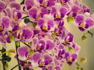 Картинка цветы орхидеи фиолетовые