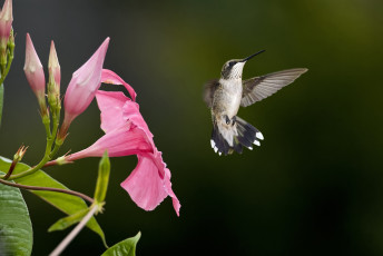 Картинка животные птицы цветок розовый размытость колибри птица