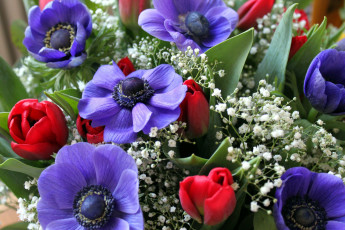 Картинка цветы букеты +композиции гипсофила тюльпаны анемоны