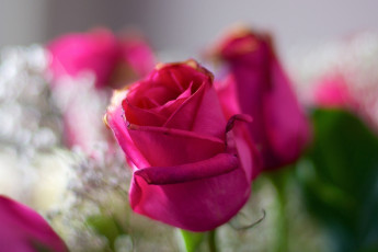 Картинка цветы розы лепестки розовый макро