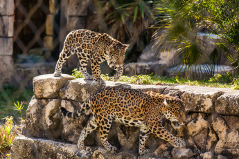 Картинка животные Ягуары кошки пара зоопарк