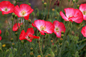 Картинка цветы маки поле розовые трава