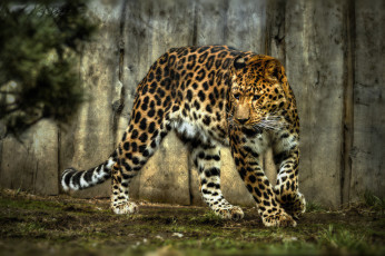 Картинка животные леопарды леопард leopard животное