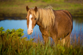 Картинка животные лошади конь морда трава пастбище