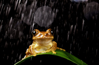 Картинка животные лягушки лягушка дождь капли лист