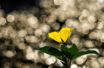 Картинка цветы блики листья желтый цветок