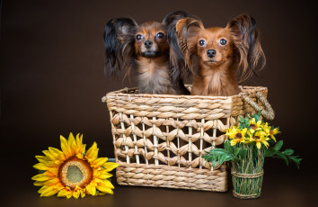 Картинка животные собаки чихуахуа корзина