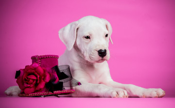 Картинка животные собаки щенок розы