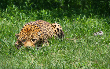 Картинка животные леопарды морда леопард притаился трава хищник