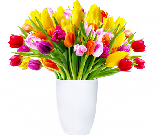 Обои картинки фото цветы, тюльпаны, красный, оранжевый, желтый