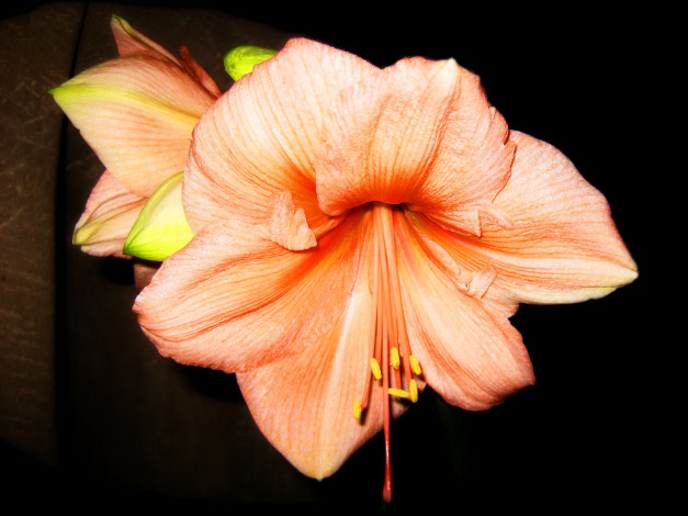 Обои картинки фото цветы, амариллисы,  гиппеаструмы, оранжевый, аммарилис, amaryllis