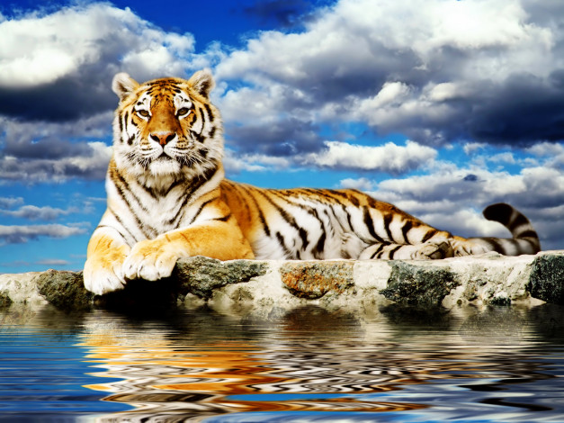 Обои картинки фото животные, тигры, облака, вода, тигр