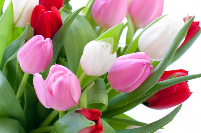 Обои картинки фото цветы, тюльпаны, розовый, белый, красный