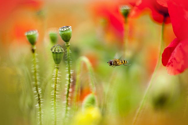 Обои картинки фото цветы, маки, семенные, коробочки, насекомое, пчела, стволики, поле