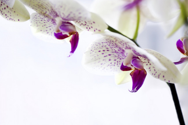 Обои картинки фото цветы, орхидеи, фаленопсис, белая, орхидея