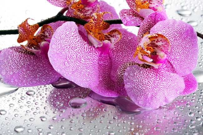 Обои картинки фото цветы, орхидеи, капли, крапинки