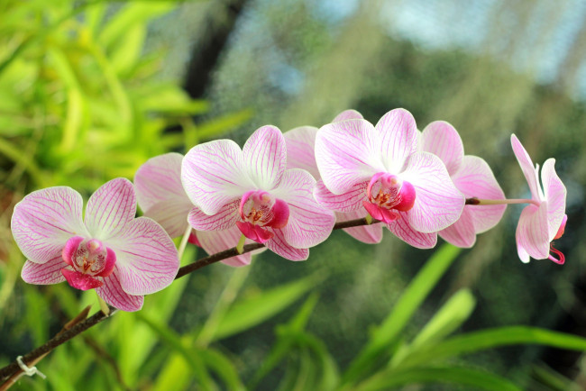 Обои картинки фото цветы, орхидеи, розовая, орхидея, фон