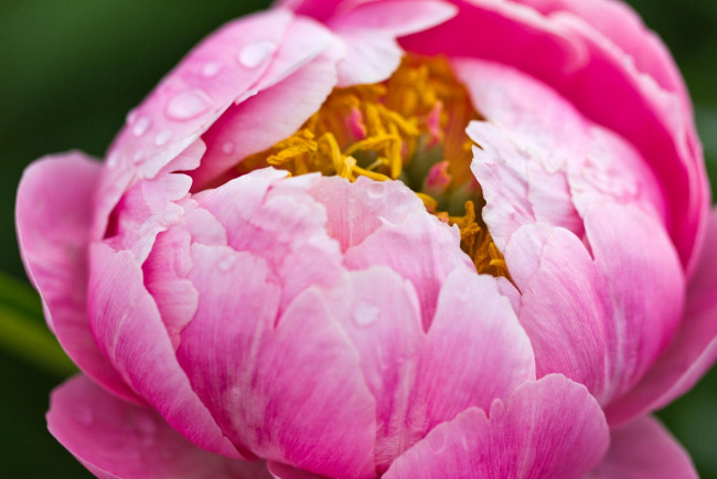 Обои картинки фото цветы, пионы, нежность, розовый, пион, цветок