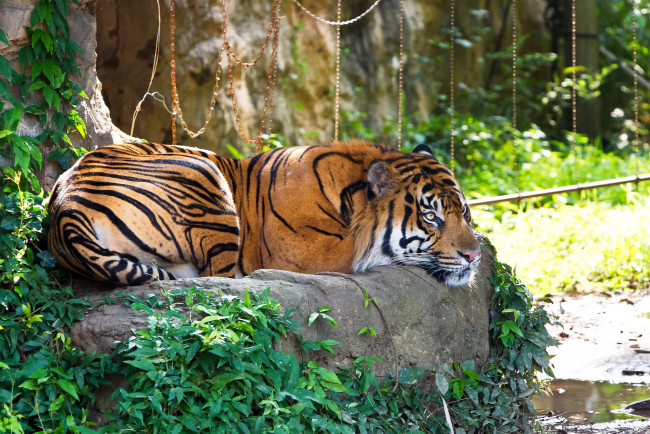 Обои картинки фото животные, тигры, суматранский, тигр, отдых, трава, камень, кошка