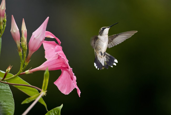 Обои картинки фото животные, птицы, цветок, розовый, размытость, колибри, птица