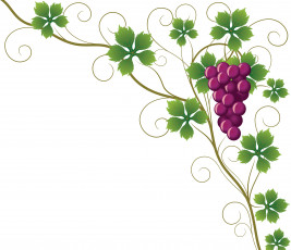 Картинка векторная+графика еда листья лоза виноград
