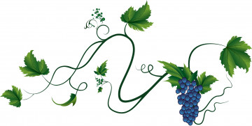Картинка векторная+графика еда виноград листья лоза