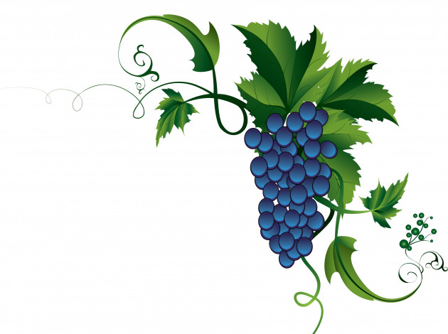 Обои картинки фото векторная графика, еда, виноград, листья, лоза