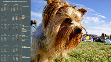 Картинка календари компьютерный+дизайн профиль собака взгляд морда