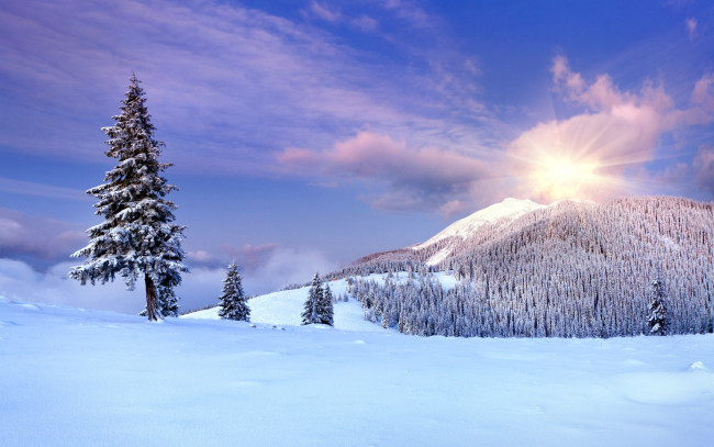 Обои картинки фото природа, горы, снег, деревья, солнце