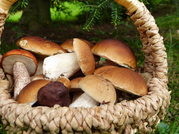 Обои картинки фото еда, грибы,  грибные блюда, корзинка, лесные, боровики