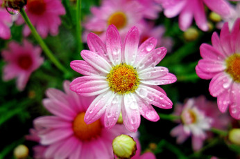 Картинка цветы маргаритки розовые макро капли