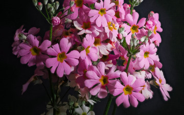 Картинка цветы примулы розовая примула первоцвет