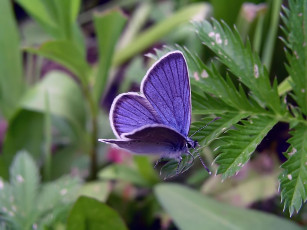 Картинка дмитрий трясцын животные бабочки