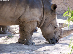 Картинка дрема животные носороги