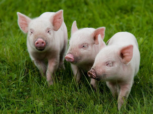 Картинка vovan три поросёнка животные свиньи кабаны
