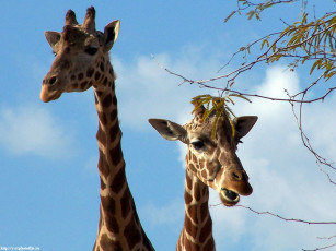 обоя жирафы, животные