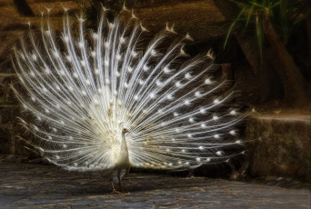 Картинка животные павлины белый хвост перья