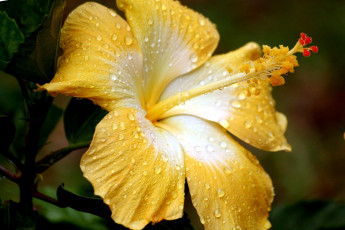 Картинка цветы гибискусы экзотика капли желтый
