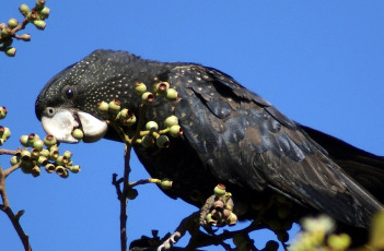 Картинка животные попугаи ветка плоды черный какаду