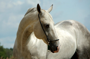 Картинка животные лошади конь белый ахалтекинец